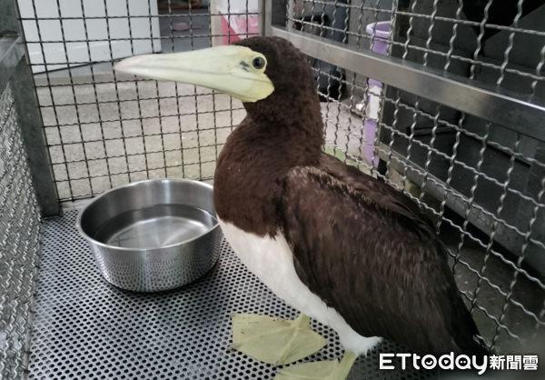 ▲操場驚見「妹妹頭怪鳥」雨中搖晃　檢查發現挨餓！秒準備鮮魚大餐（圖／新北市動保處提供）