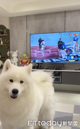 薩摩耶慶祝中華隊奪冠。（圖／IG@samoyed_strong）