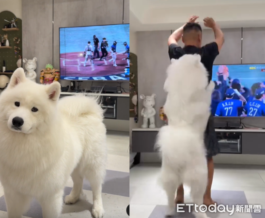 薩摩耶慶祝中華隊奪冠。（圖／IG@samoyed_strong）