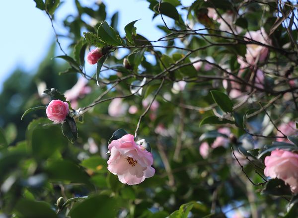 ▲「花卉試驗中心」楓樹和銀杏變色中，部分茶花也已開花。（圖／公園處提供）