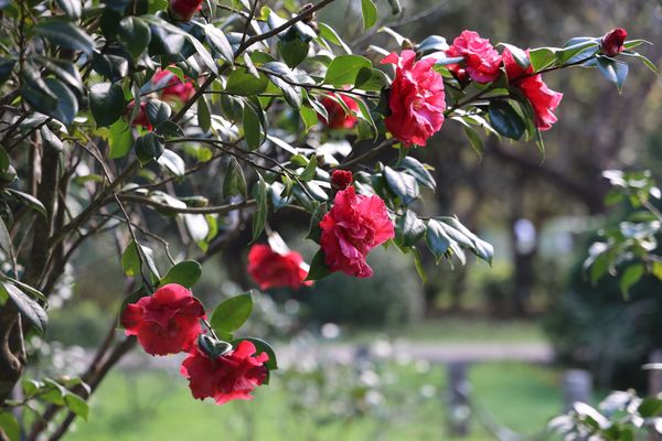 ▲「花卉試驗中心」楓樹和銀杏變色中，部分茶花也已開花。（圖／公園處提供）