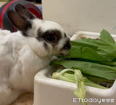 「鮮嫩葉菜」幫助生病兔兔恢復食慾！　嘗百草飲食多樣化更健康（圖／新北市動保處提供）