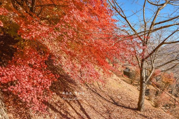 ▲▼爬上398層階梯眺望絕美富士山景！紅葉層層堆疊宛如仙境、超出片。（圖／部落客周花花提供）