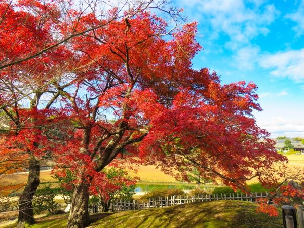 ▲▼岡山後樂園賞楓。（圖／取自免費圖顧Photo AC）