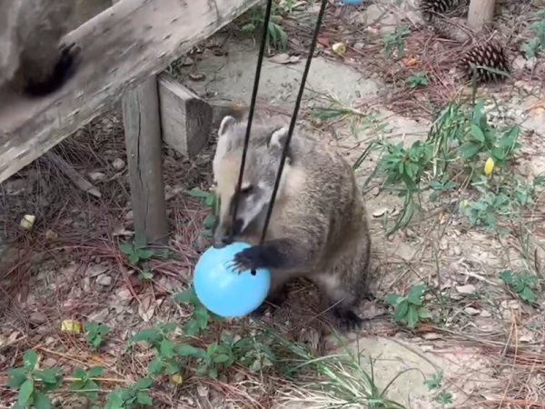 ▲（圖／翻攝自Facebook／新竹市立動物園）