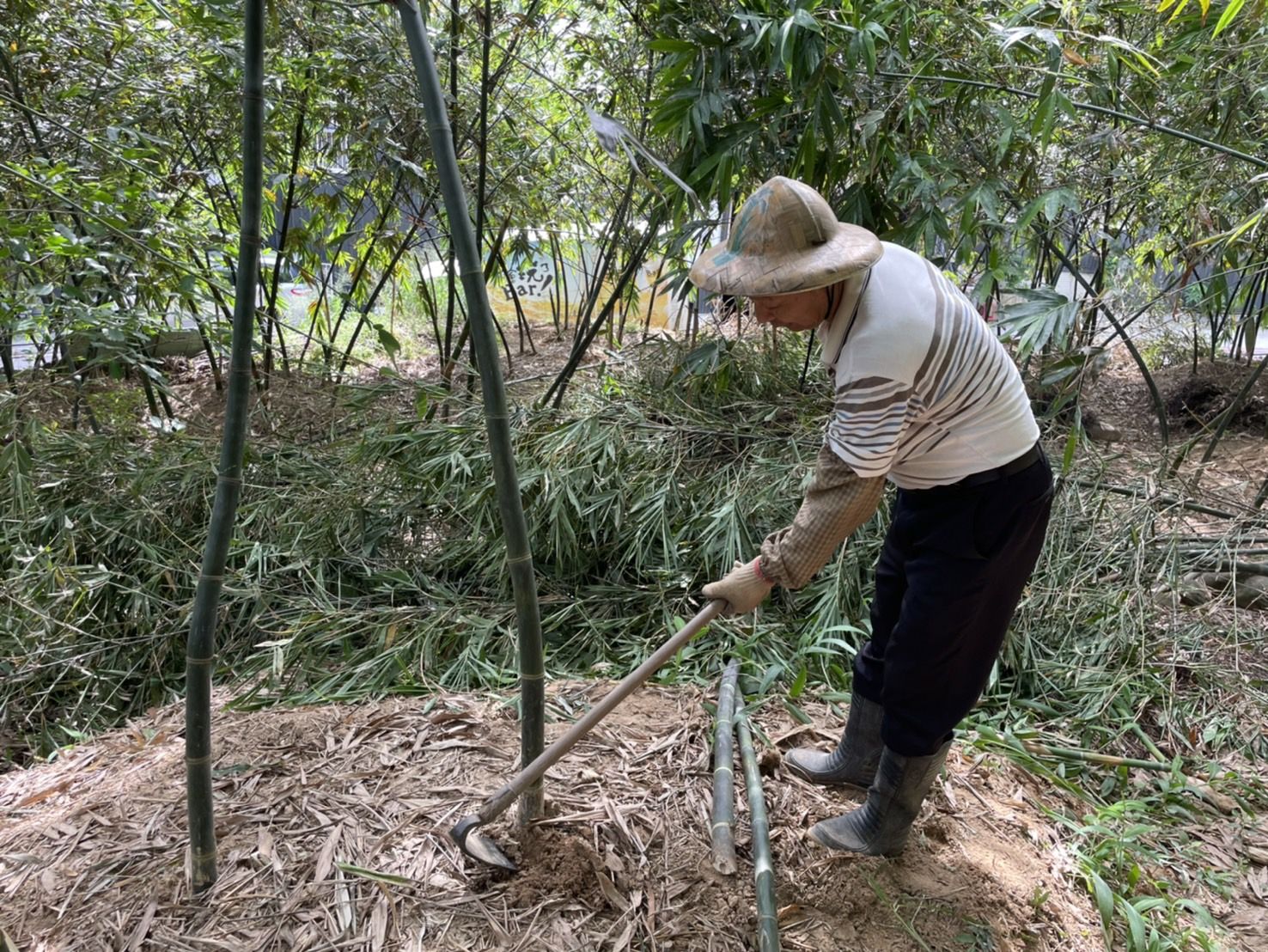 ▲廢棄老竹粉碎再利用 新北綠竹筍永續經營。（圖／新北市農業局提供）