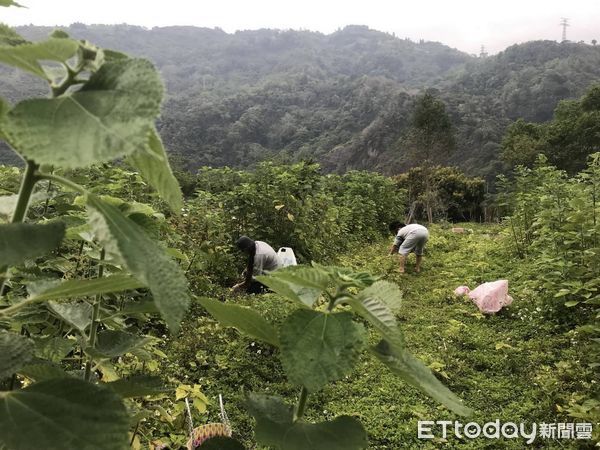 ▲林業保育署南投分署與生物多樣性研究所合作，舉辦社區林業成果與友善石虎農作標章授證活動。（圖／記者高堂堯翻攝）