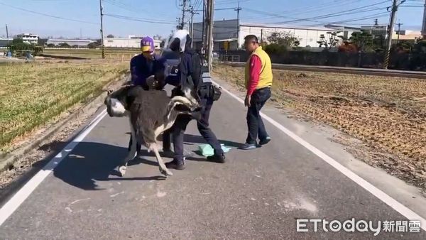 ▲▼烏日街頭出現1隻鴕鳥，員警和飼主合力壓制帶回安置。（圖／民眾提供，下同）