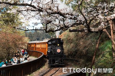 阿里山百年蒸機賞櫻列車 　2/25日開放訂票