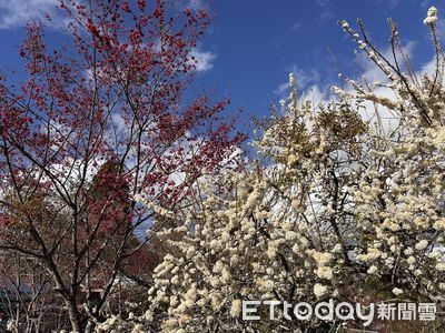 清境農場山櫻花、八重櫻陸續盛開