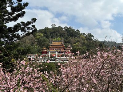 祈福山徑逾400株飛寒櫻「美到3月中」