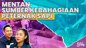 Cara Terbaru Kementrian Pertanian Atasi Masalah Susu di Pasuruan