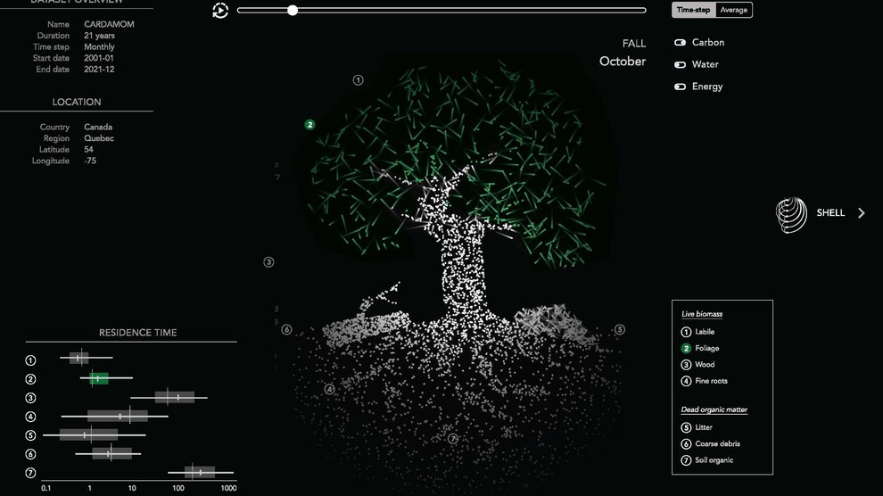 A still image of the animated tree diagram in CLOVE with the "foliage" carbon pool selected, visualizing the low residence time of carbon in foliage with fast-moving particles.