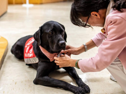 牠當不成導盲犬，卻是首隻安寧病房「狗醫生」！治療犬Oba撫慰久病心靈：給病人「勇氣的力量」