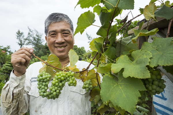 種蔬菜，不如學會摘野菜！退休以後，我的「陶淵明實驗」