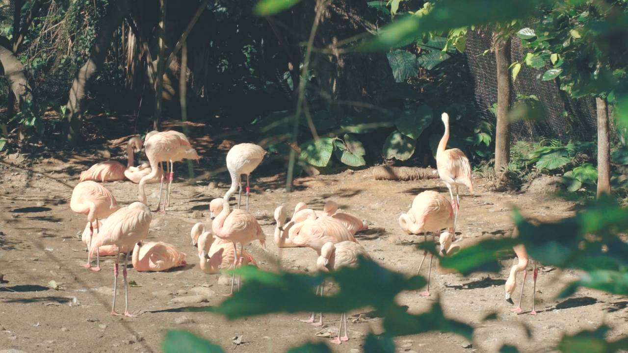 資深保育員張天勇在臺北市立動物園照養過的鶴群。