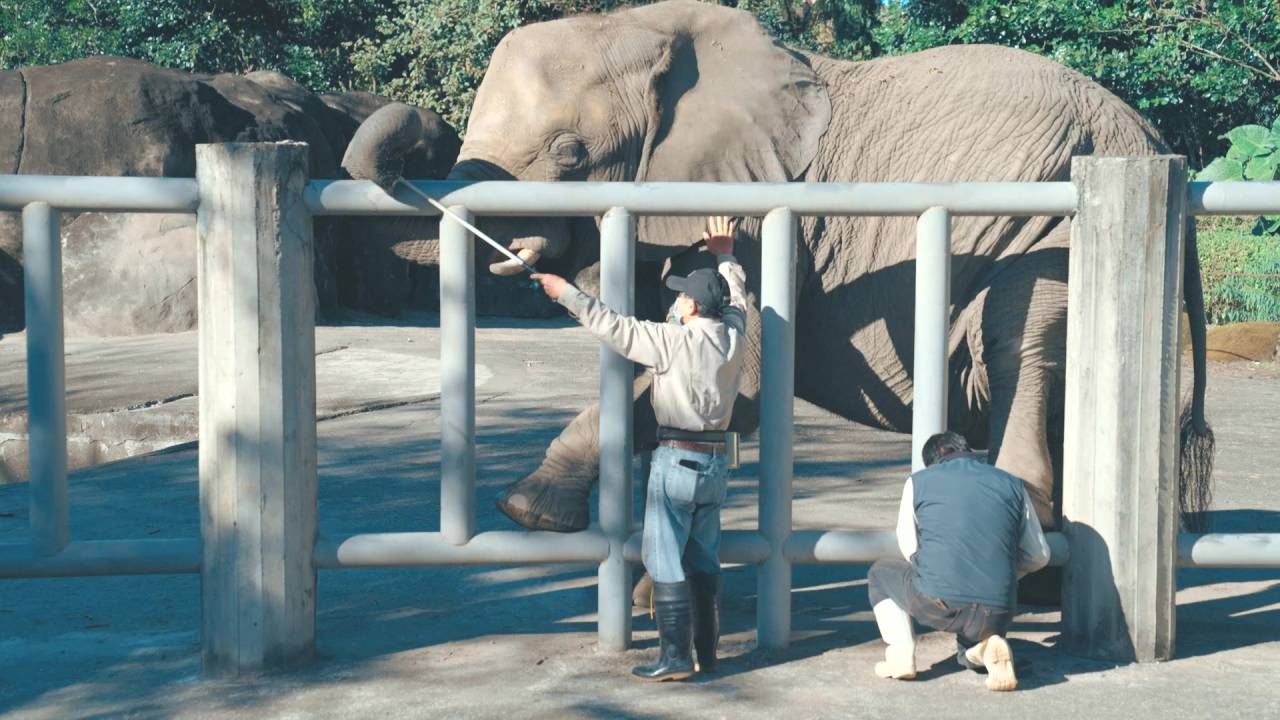 資深保育員張天勇在臺北市立動物園照養大象超過10年，大象已懂得將腳抬起