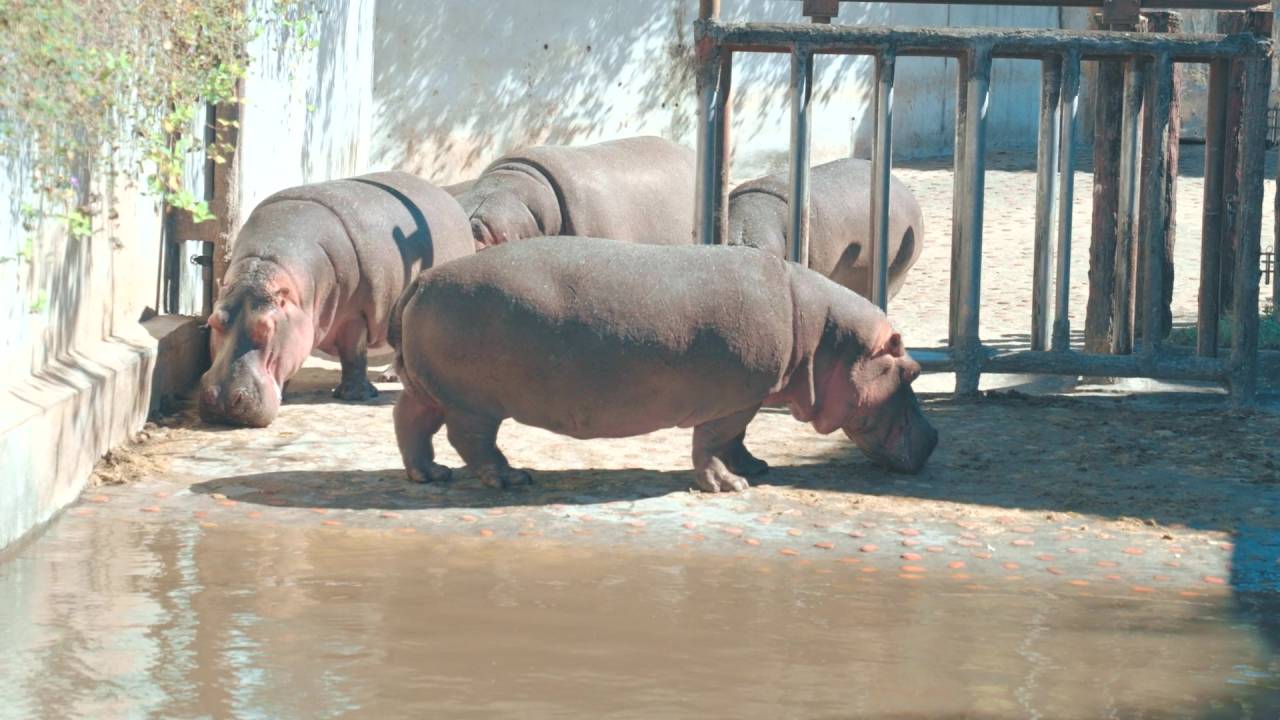 位於臺北市立動物園的母河馬群