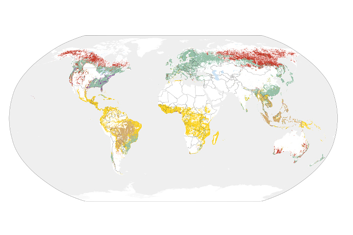 Sizing Up How Agriculture Connects to Deforestation