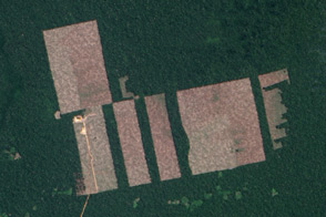 Landsat 8 Detects New Deforestation in Peru