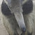 Giant Anteater thumbnail