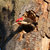 pileated31 thumbnail