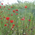 redpoppyflower thumbnail