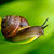 snailplant thumbnail