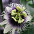 Passiflora caerulea thumbnail