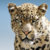 deaf_leopard thumbnail