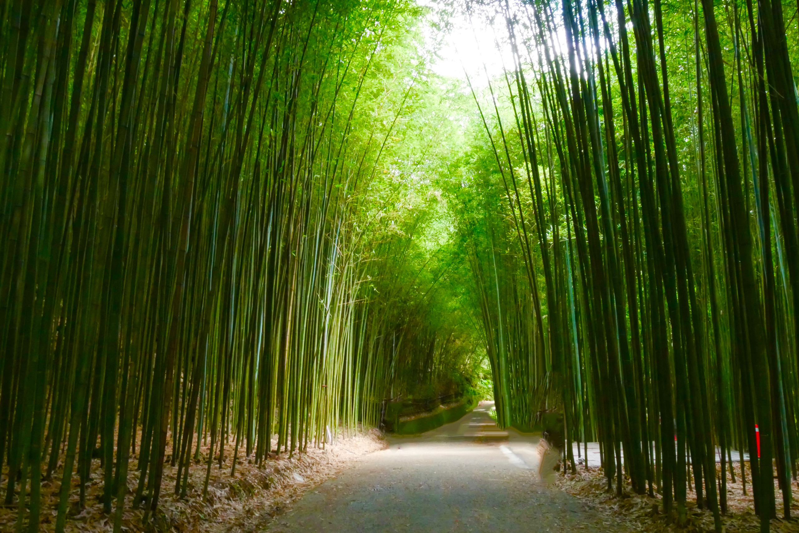 苗栗旅遊｜2023苗栗旅遊景點｜苗栗一日遊行程推薦，景觀餐廳、自然美景、四季花卉、親子旅遊 @飛天璇的口袋