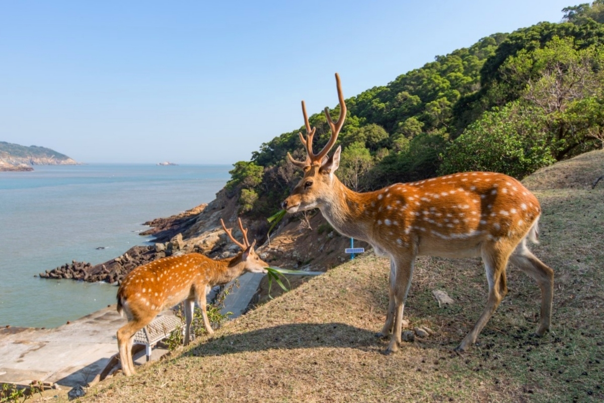 馬祖旅遊｜藍眼淚之旅！馬祖4天3夜交通方式、旅遊景點、小吃美食、住宿推薦(南竿去北竿回) @飛天璇的口袋