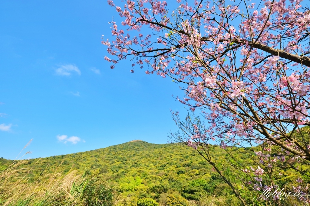 台北北投｜陽明山二子坪，陽明山最輕鬆平緩，全台首創的野外無障礙步道 @飛天璇的口袋