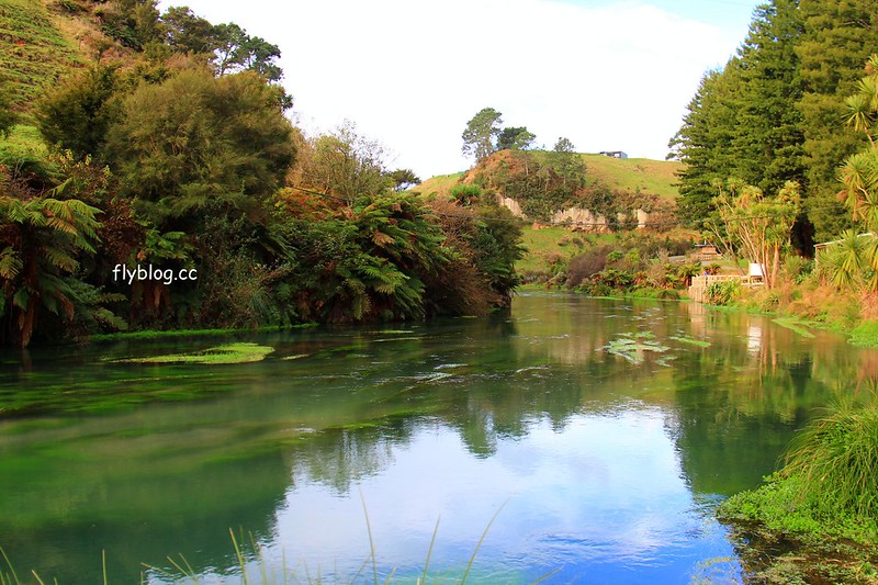 紐西蘭北島｜藍泉 Blue Spring Putaruru，紐西蘭北島的神秘景點，清澈夢幻的藍色泉水，紐西蘭70%的瓶裝水出處 @飛天璇的口袋