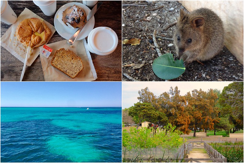 澳洲珀斯｜Rottnest Island 羅特尼斯島，西澳最受觀迎的渡假島嶼，世界最快樂的動物Quokka @飛天璇的口袋