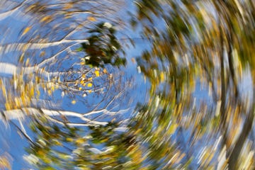 Autumn swirling trees