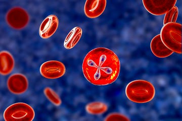 babesia parasites inside red blood cell, the causative agent of babesiosis