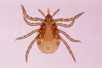 tick species on pink background