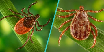 deer ticks vs wood ticks differences