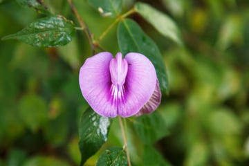 Flowering plant, Flower, Petal, Plant, Purple, Leaf, Pink, Botany, Organism, Wildflower, 