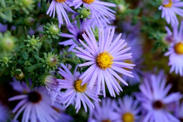 hardy blue aster flowers close up