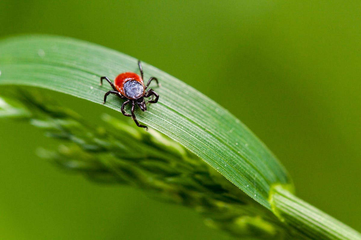 preview for How to Prevent and Take Care of Tick Bites