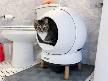 self cleaning litter boxes for cats