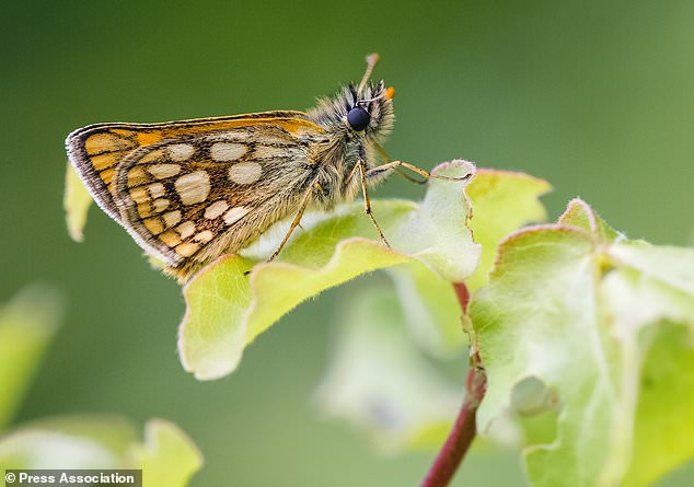 The forest has been restored to support the butterfly (Adam Gor/Butterfly Conservation/PA)