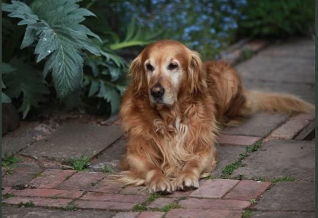 Mont Don posted this last photo of Nigel on his Twitter account, writing 'I am very sorry to announce that Nigel has died.He slipped quietly away with no pain or suffering and is now buried in the garden with lots of tennis balls.Rest now old friend. See you in the sweet bye and bye'