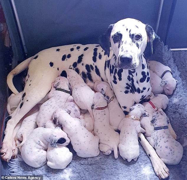 Three-year-old Nellie the Dalmation from Preston gave birth to a litter of 18 puppies, double the average size for a first-time mother