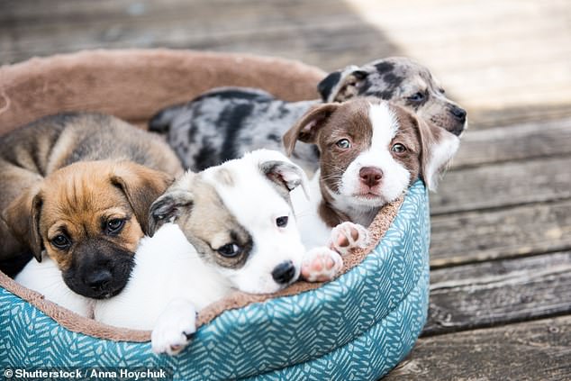 The trust found that despite Covid-19 restrictions, puppies are still being smuggled into the UK. (Stock image)