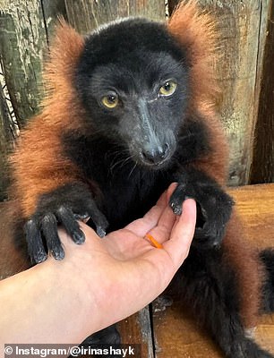 She up close and personal with a Red Ruffed Lemur