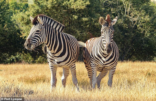 Zebras at Port Lympne, the wildlife reserve in Kent