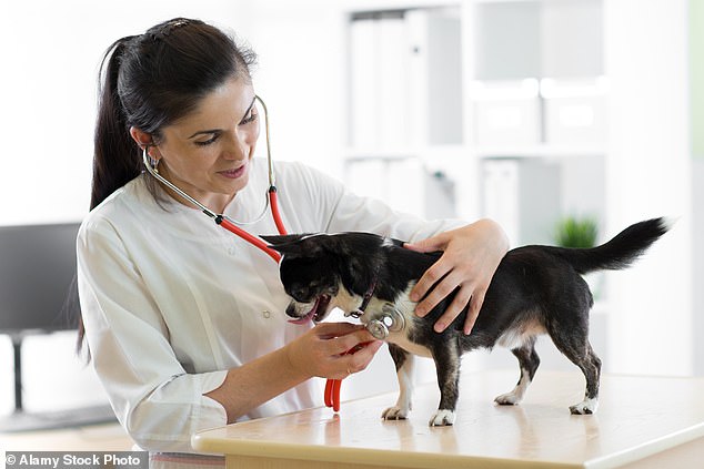 A common deworming drug used in dogs and cats may help to cure cancer in humans, according to studies and anecdotal reports (stock image)